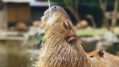 LIXILカピバラの打たせ湯