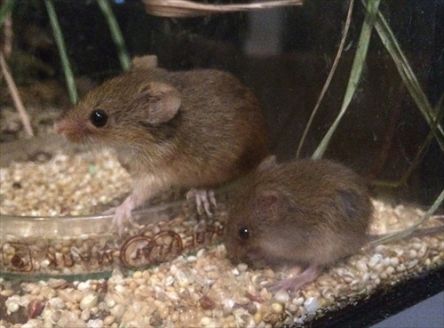 琵琶湖博物館　カヤネズミ