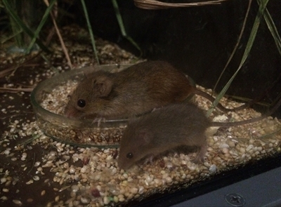 琵琶湖博物館　カヤネズミ