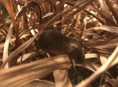 琵琶湖博物館　カヤネズミ