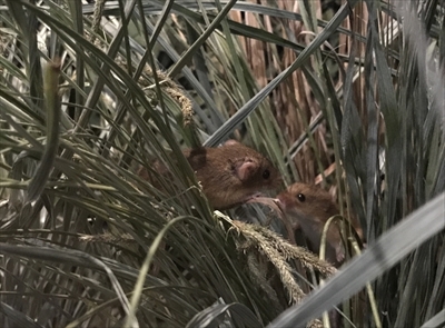 琵琶湖博物館　カヤネズミ