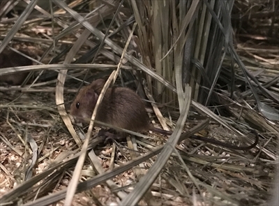 琵琶湖博物館　カヤネズミ