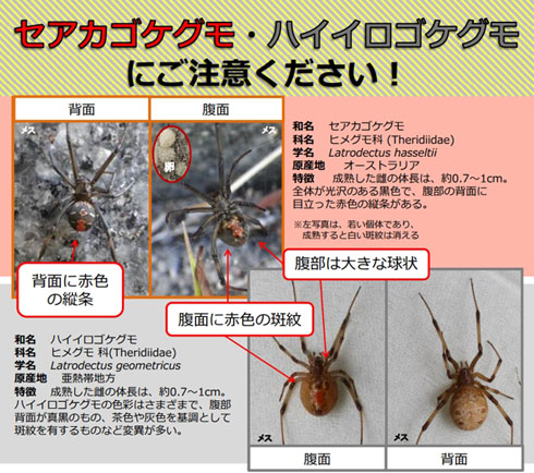 ゴケグモ