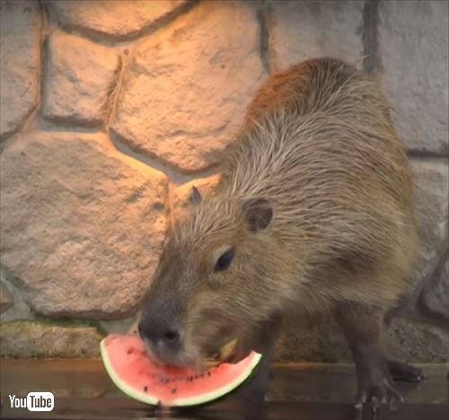 カピバラのすいか早食い