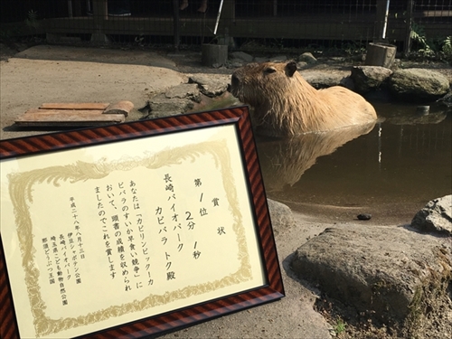 カピバラのすいか早食い