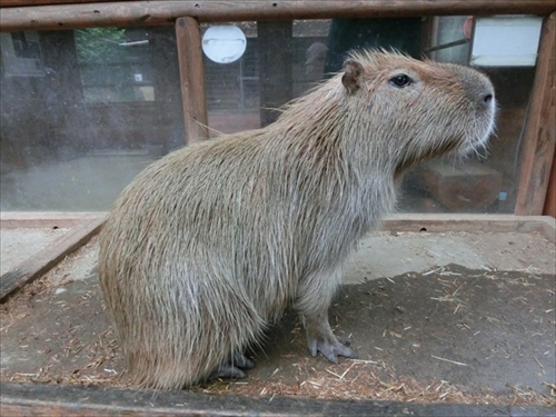 カピバラのすいか早食い