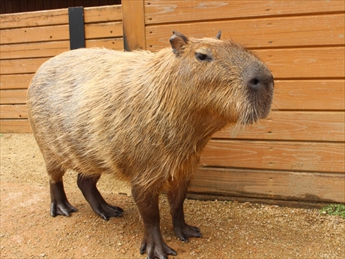 カピバラのすいか早食い