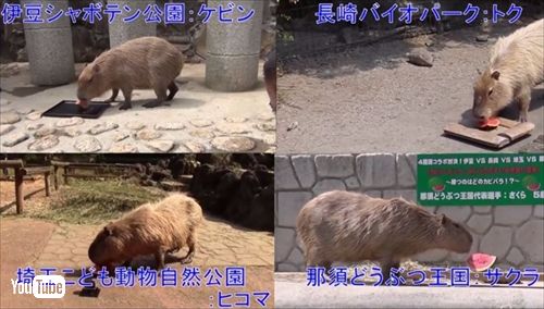 カピバラのすいか早食い
