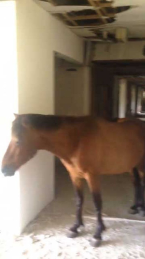 廃墟 撮影 動画 馬