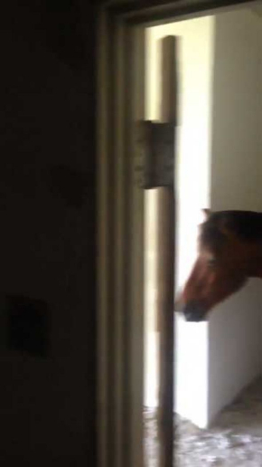 廃墟 撮影 動画 馬