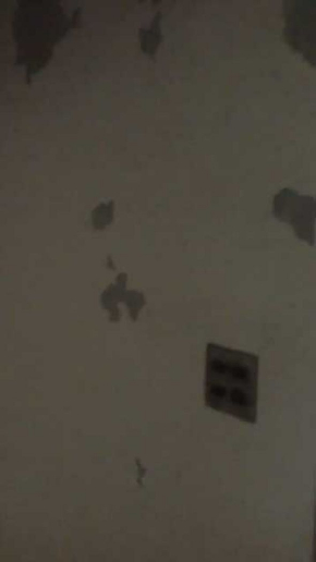 廃墟 撮影 動画 馬