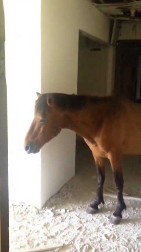 廃墟 撮影 動画 馬