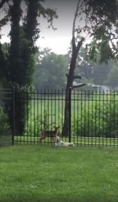 犬