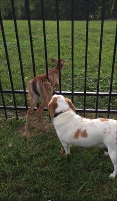 犬