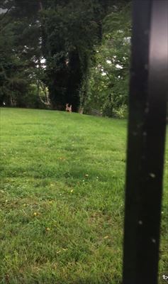 犬
