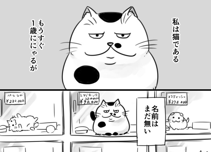 ねこ様 おまとめ中 専用ページ 掲載メディア