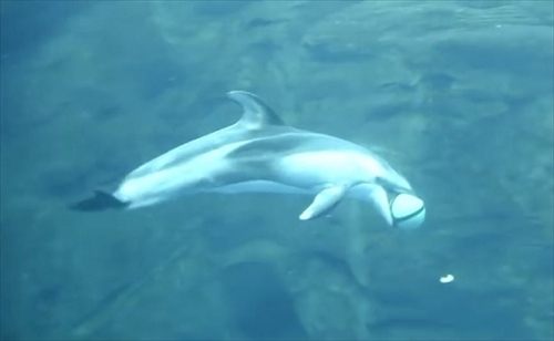 海遊館カマイルカのバスケットボール