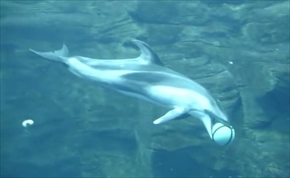 海遊館カマイルカのバスケットボール