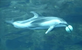 海遊館カマイルカのバスケットボール