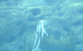 海遊館カマイルカのバスケットボール