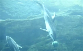 海遊館カマイルカのバスケットボール