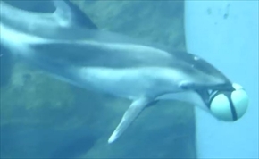 海遊館カマイルカのバスケットボール