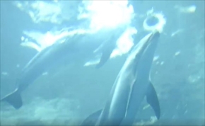 海遊館カマイルカのバスケットボール