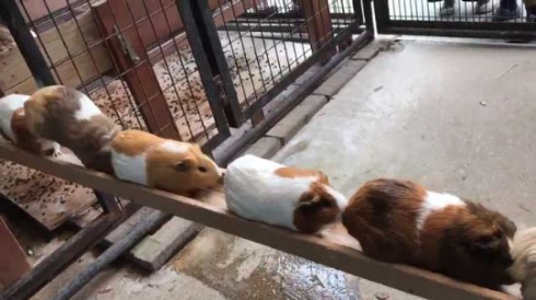 モルモット 帰宅ラッシュ 市川市動植物園