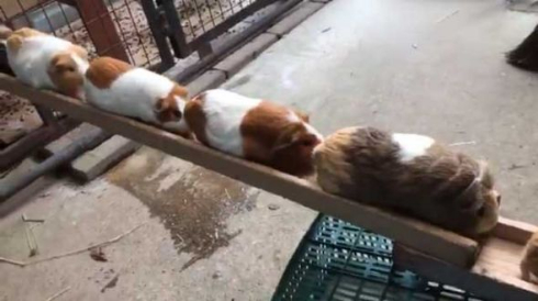 モルモット 帰宅ラッシュ 市川市動植物園