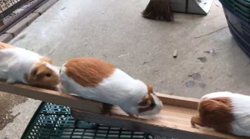 モルモット 帰宅ラッシュ 市川市動植物園