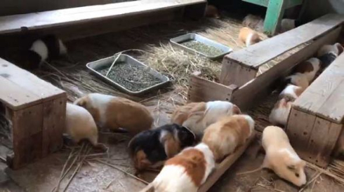 モルモット 帰宅ラッシュ 市川市動植物園