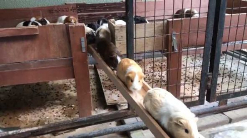 モルモット 帰宅ラッシュ 市川市動植物園