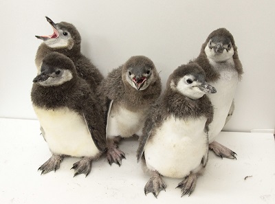 マゼランペンギンの赤ちゃん