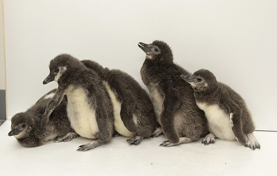 マゼランペンギンの赤ちゃん