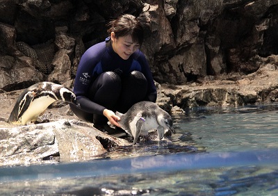 マゼランペンギンの赤ちゃん