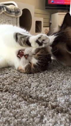 頭皮マッサージ