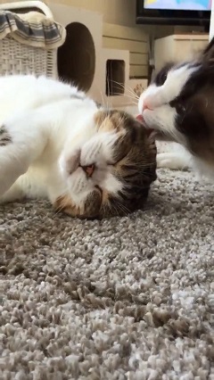 頭皮マッサージ