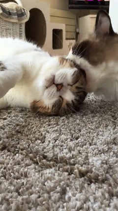 頭皮マッサージ