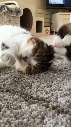 頭皮マッサージ