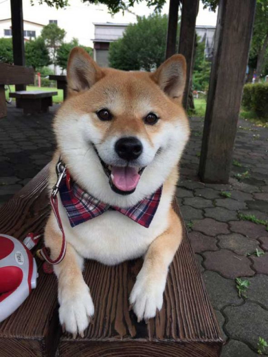 柴犬 ハナちゃん 公園 帰らない リード