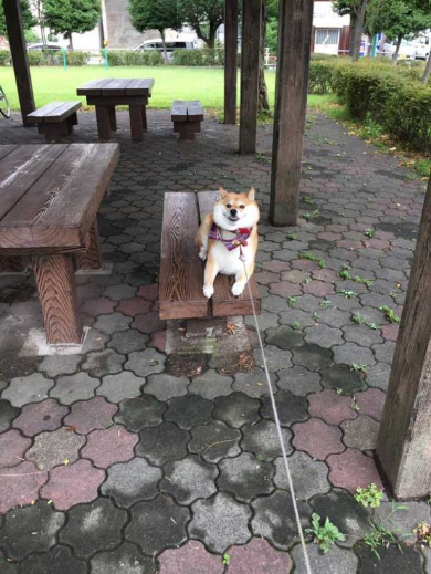 柴犬 ハナちゃん 公園 帰らない リード