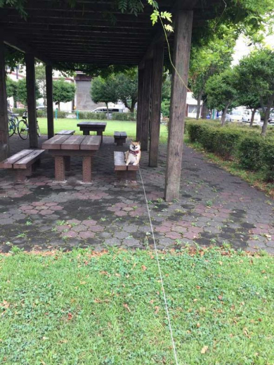 柴犬 ハナちゃん 公園 帰らない リード