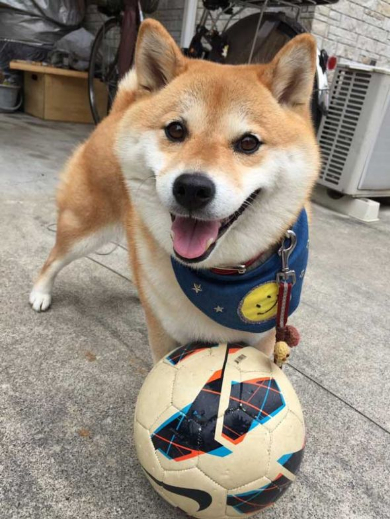 柴犬 ハナちゃん 公園 帰らない リード