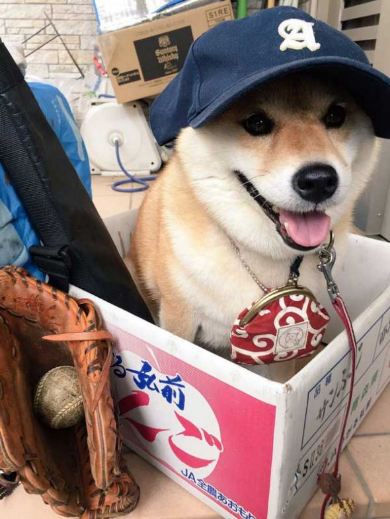 柴犬 ハナちゃん 公園 帰らない リード