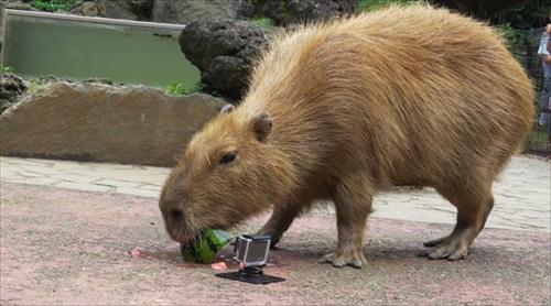 カピバラ