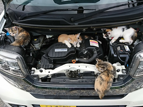 夏も「猫バンバン」が必要かも