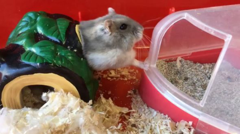 ハムスター 衝撃 顔