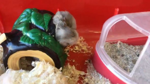 ハムスター 衝撃 顔