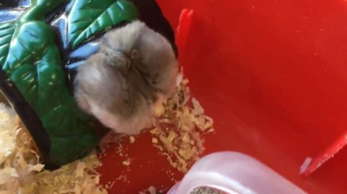 ハムスター 衝撃 顔