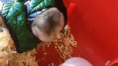 ハムスター 衝撃 顔